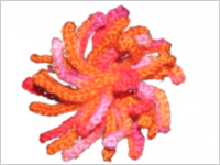 unikatissima Actinia Brooch